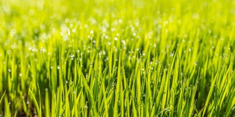 Zo houd je je tuin het hele jaar door mooi