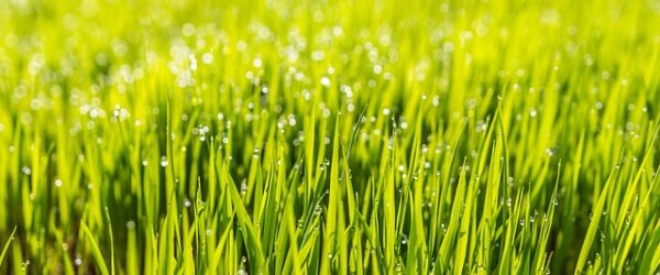 Zo houd je je tuin het hele jaar door mooi