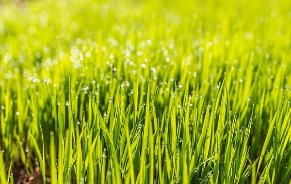 Zo houd je je tuin het hele jaar door mooi